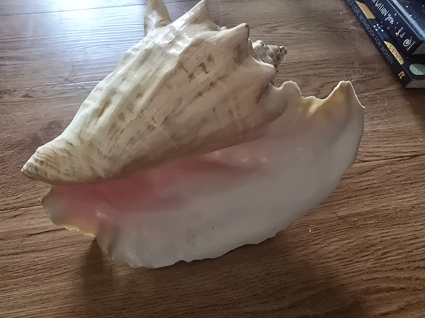 Large Conch Shell
