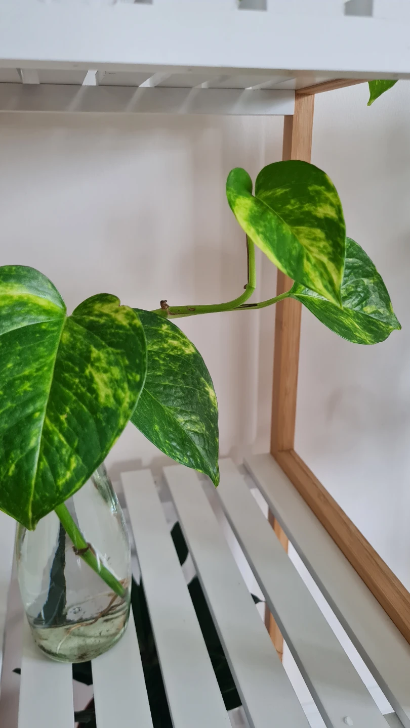 Health Golden Pothos Plant Cutting in water🌱🌱 - photo 3
