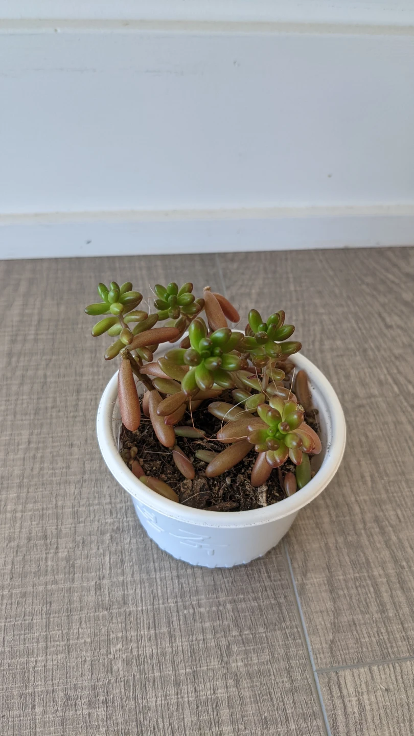 Jelly bean plant - photo 3
