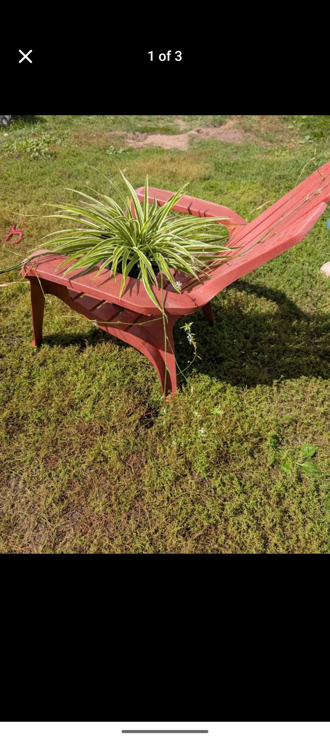 Large 10inch pot spider plant