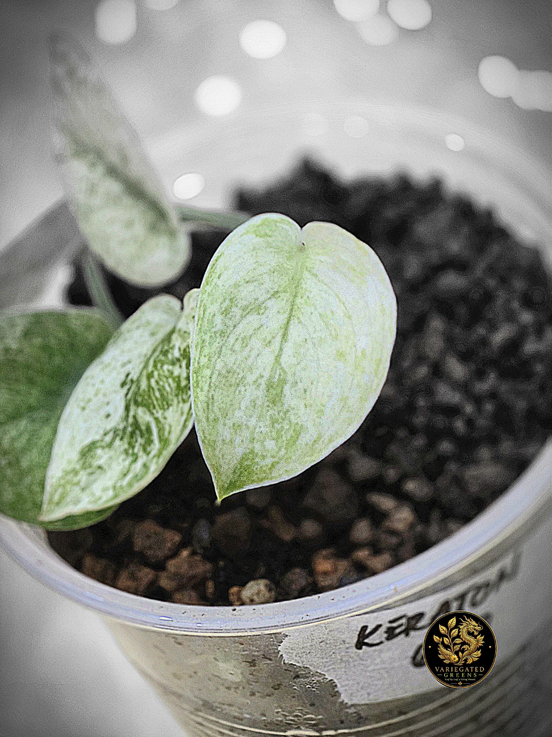Scindapsus Keraton "Woven Refrain" - photo 2