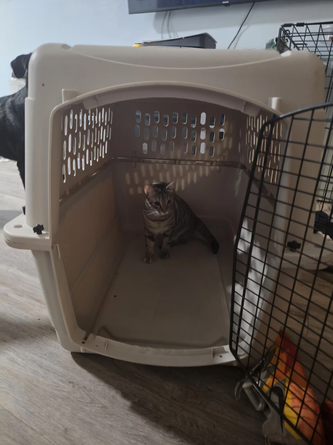 Large Plastic Pet Travel Crate - photo 2