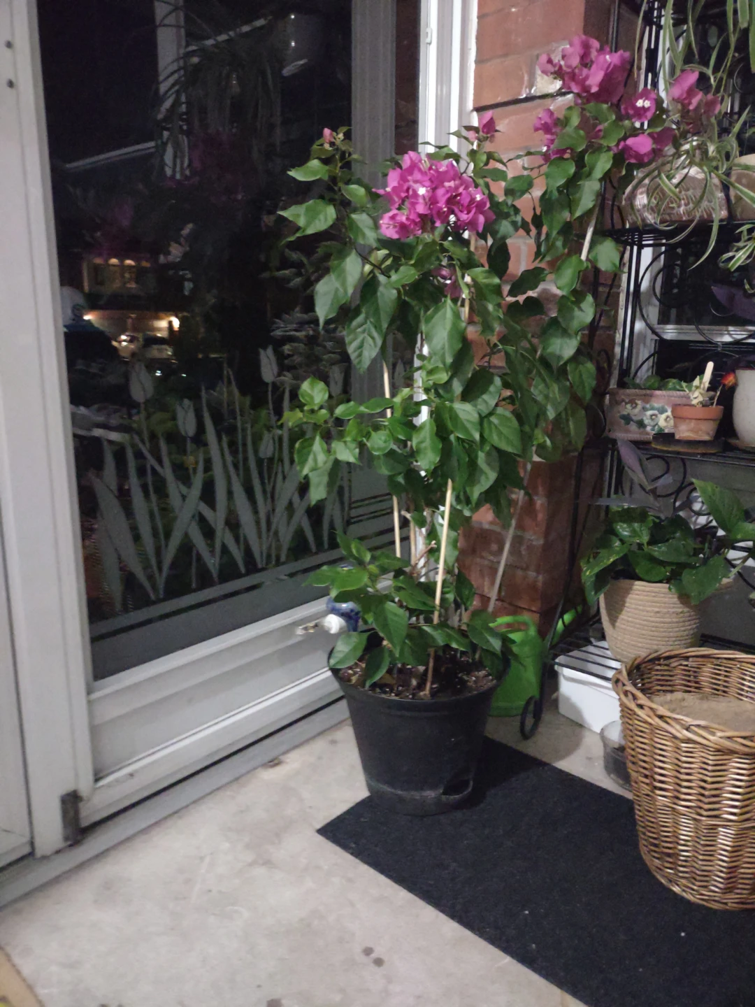 Pink Bougainvillea Plant