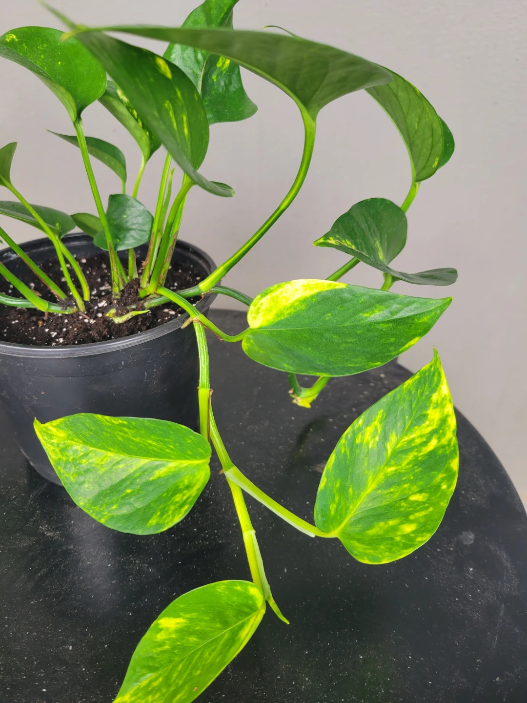 Healthy pothos - photo 3