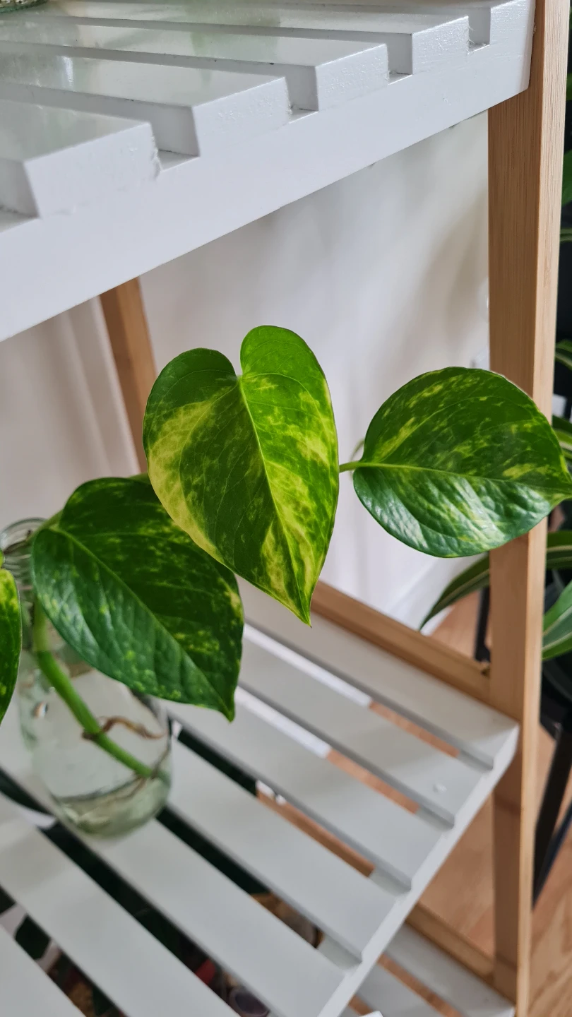 Health Golden Pothos Plant Cutting in water🌱🌱