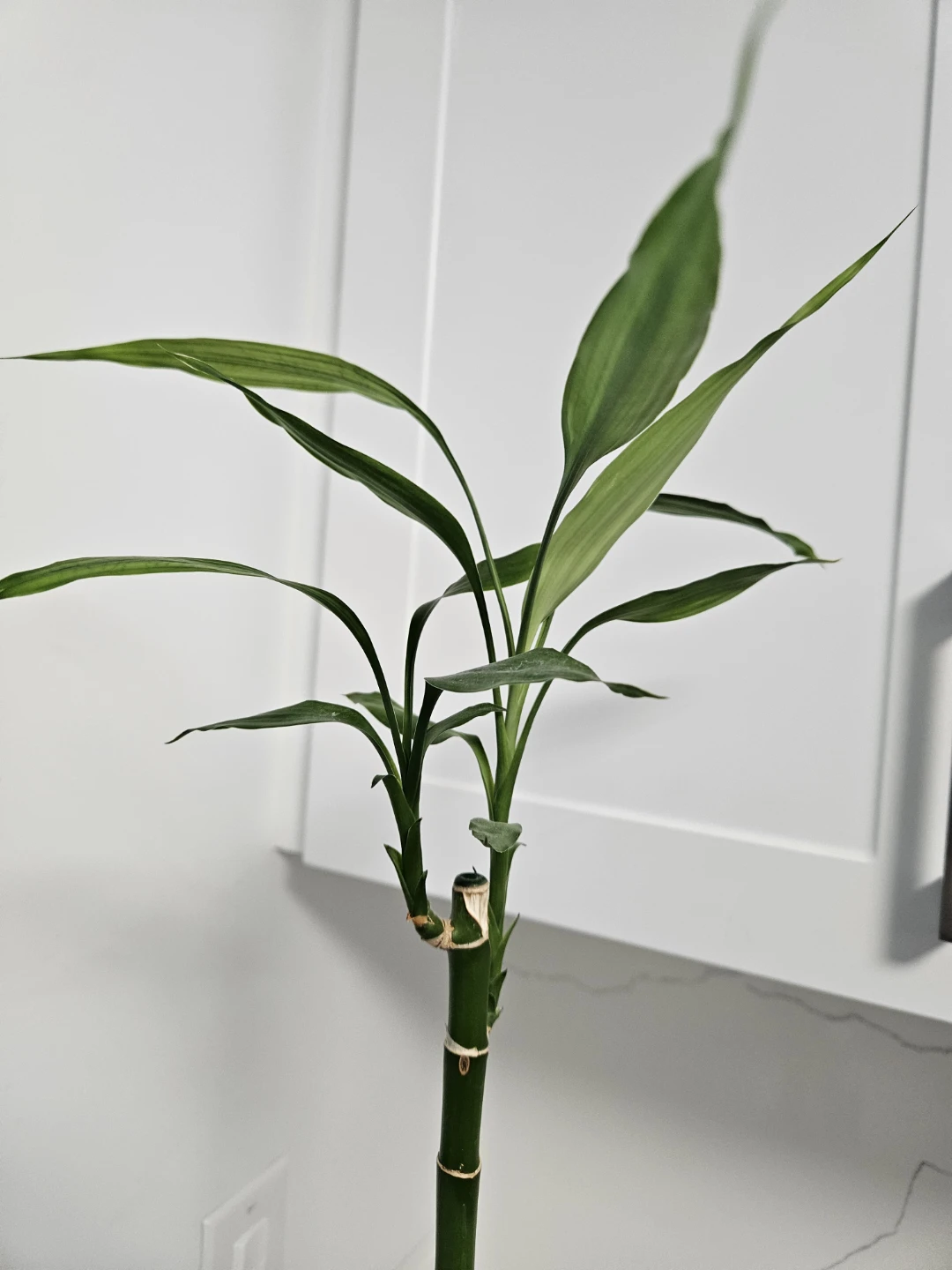 Lucky Bamboo Plant in Glass Vase - photo 5