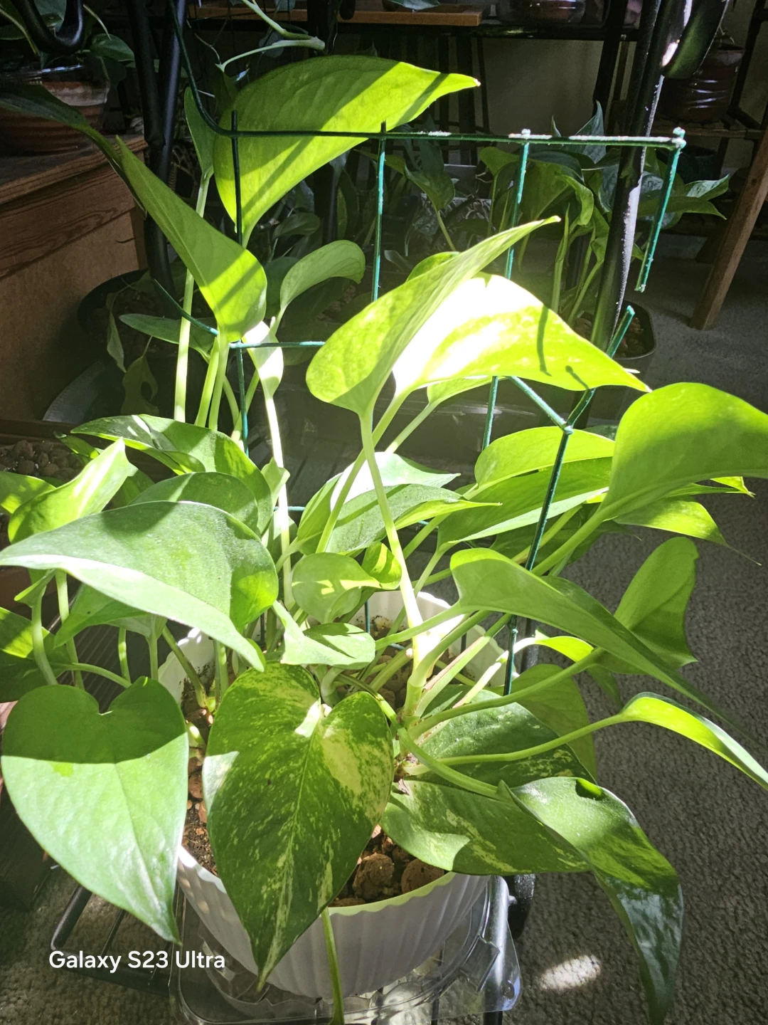 Golden Pothos with Trellis - photo 2
