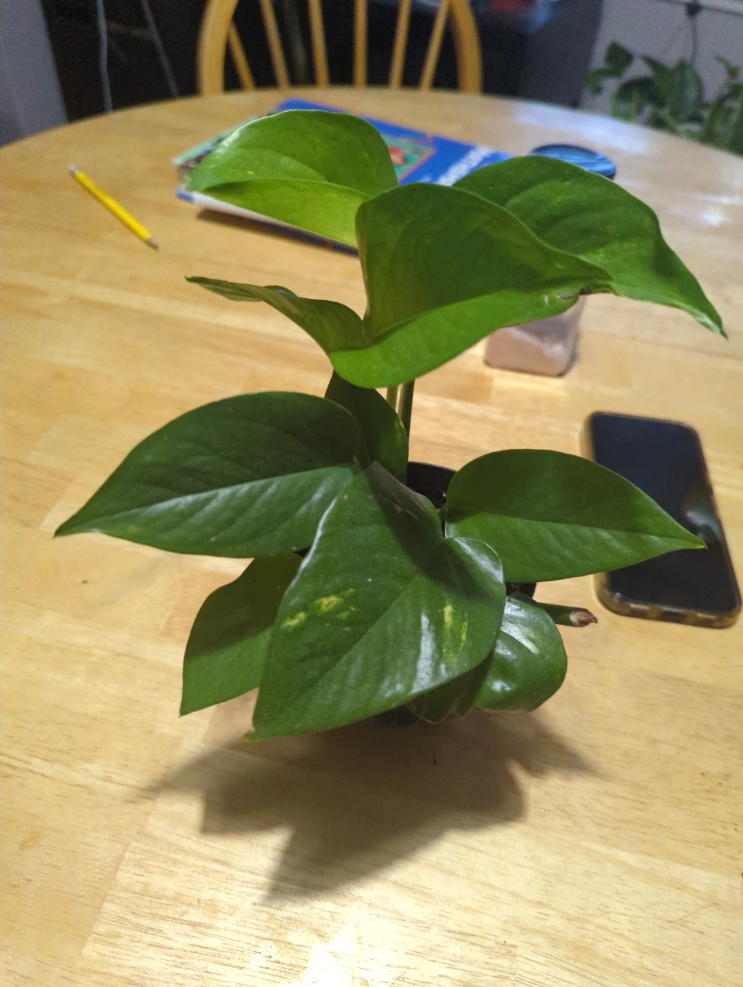 Pothos money plant - photo 3