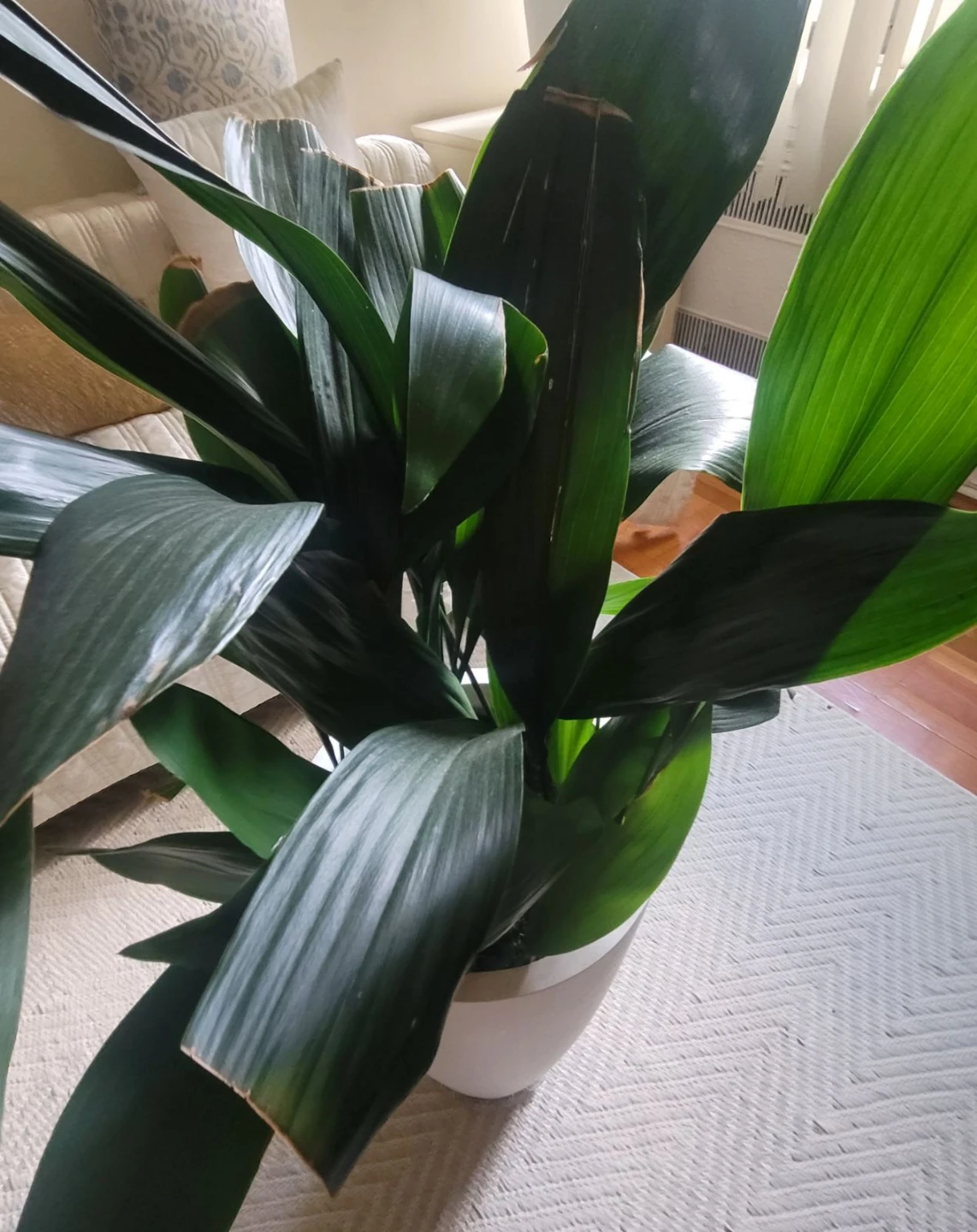 Cast Iron Plant in White Planter - photo 2