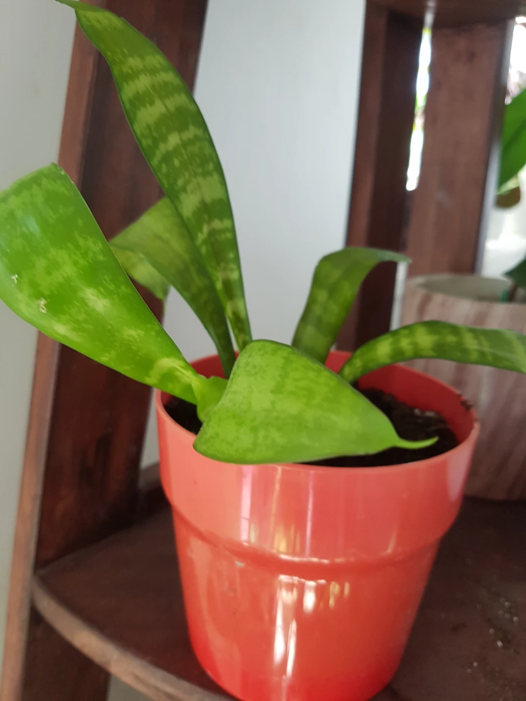 Snake Plant in Red Pot