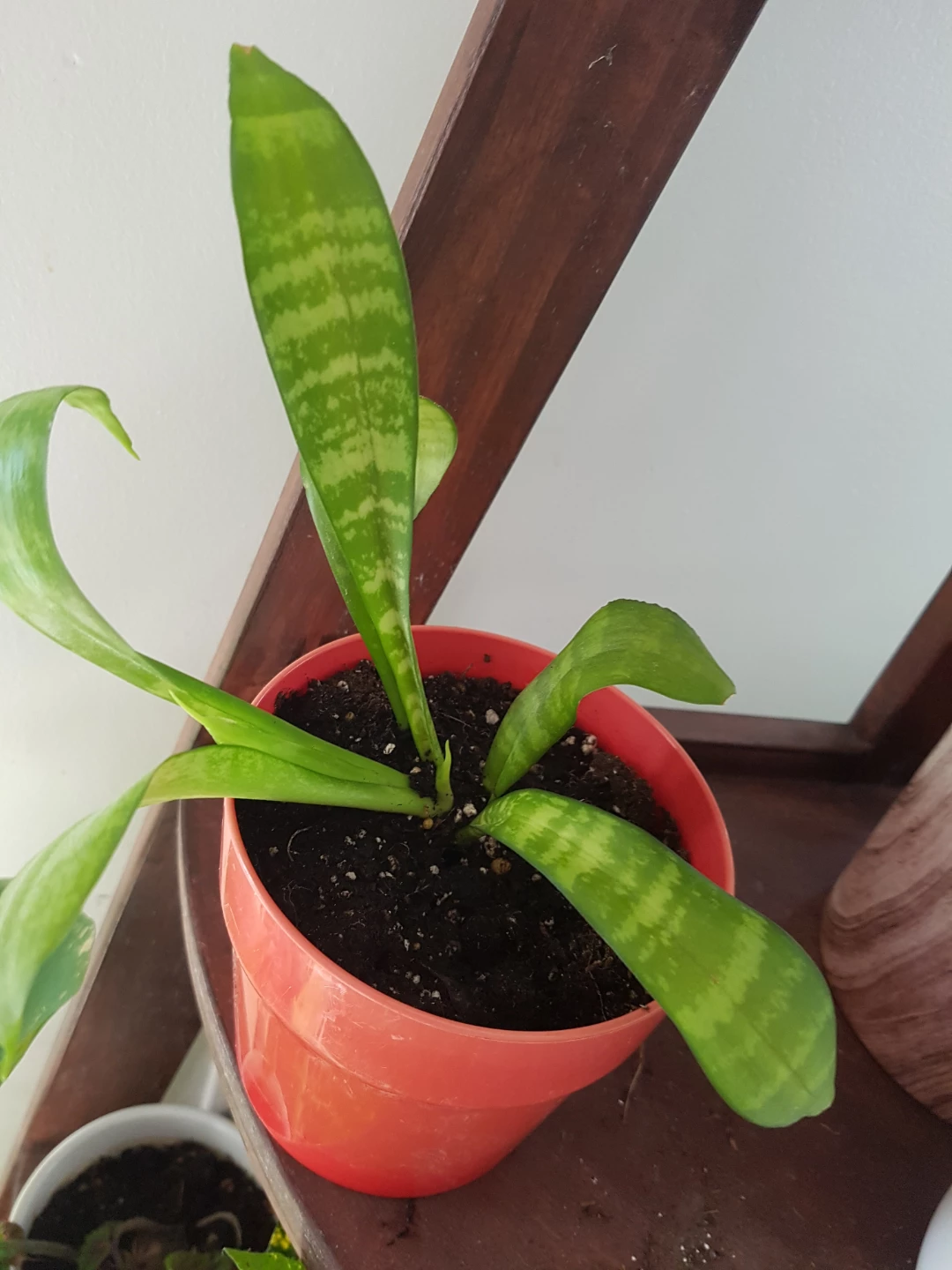 Snake Plant in Red Pot - photo 2