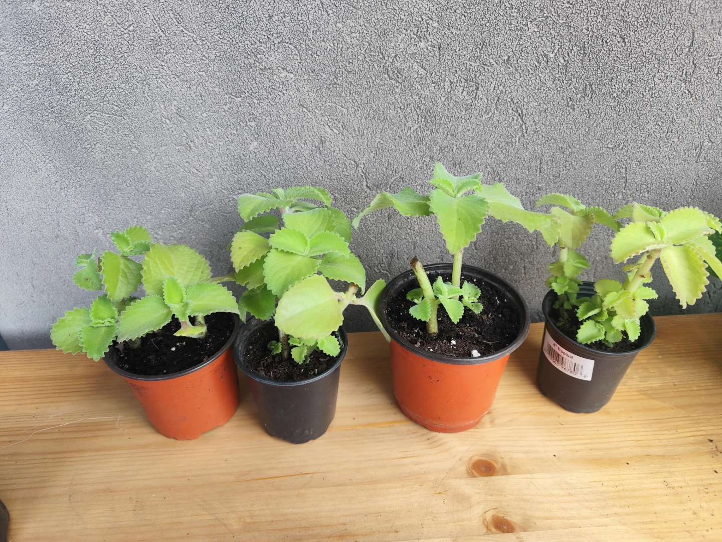 Ajwain Plants - photo 2