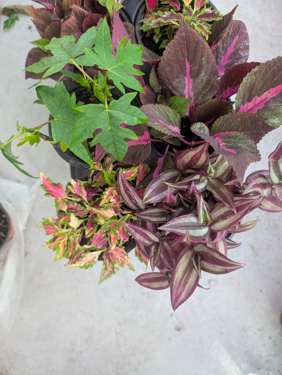 10 Potted Plants Tray, Avocado,Papaya,Cordyline,Coleus&Trades - photo 3