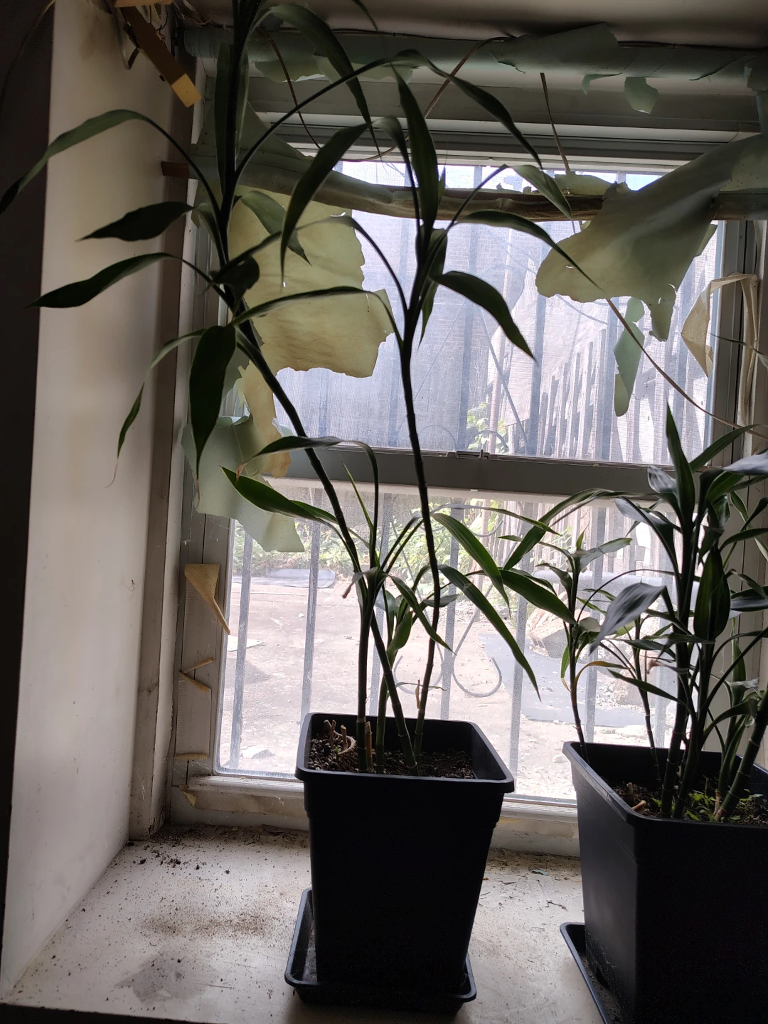 Healthy Lucky Bamboo Plant