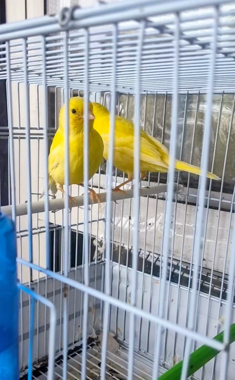 Two young canaries - photo 5