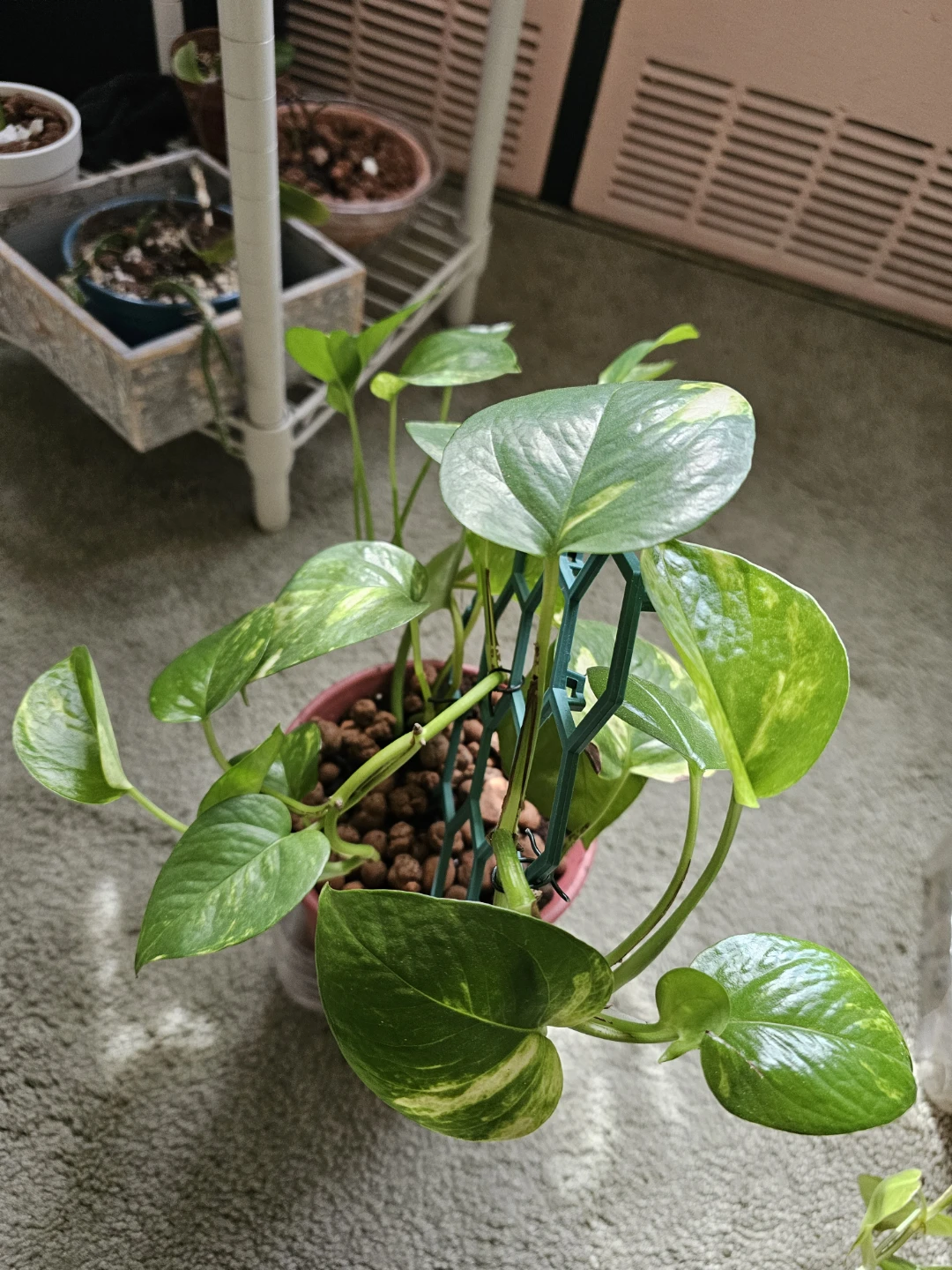 Golden Pothos Plant with Trellis - photo 2