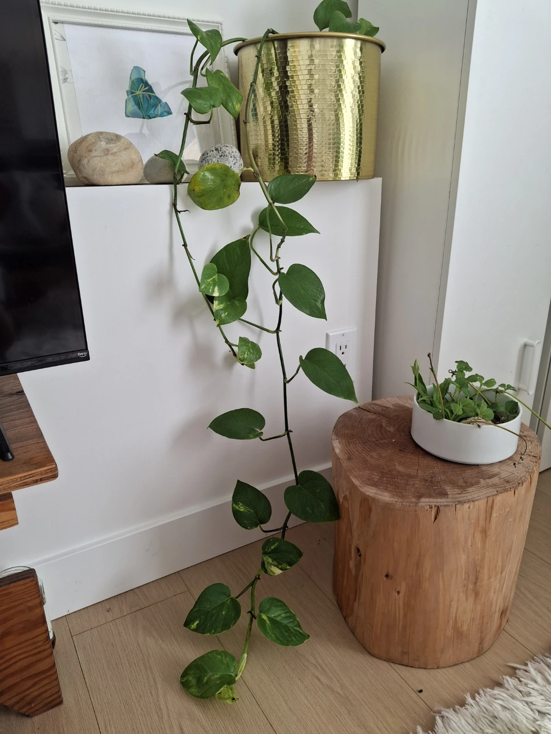 Trailing Golden Pothos Plant - photo 2
