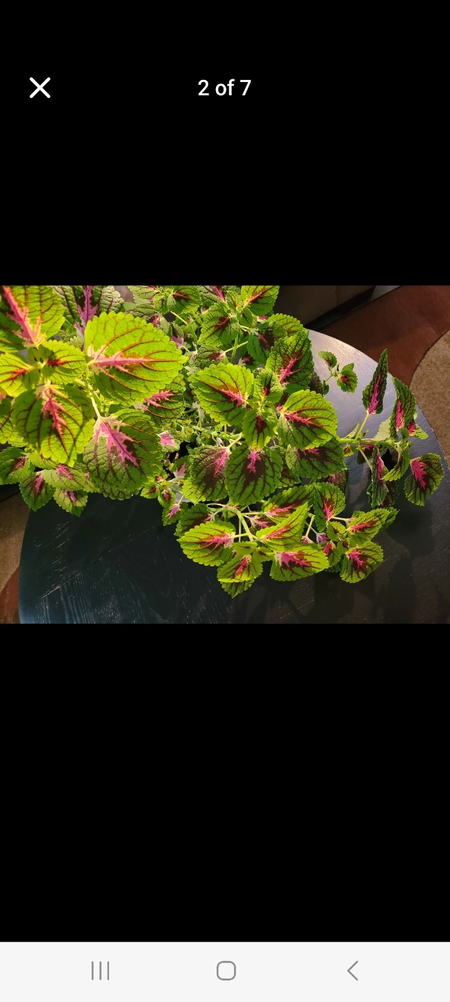 Huge Coleus plant with vibrant green and purple leaves - photo 4