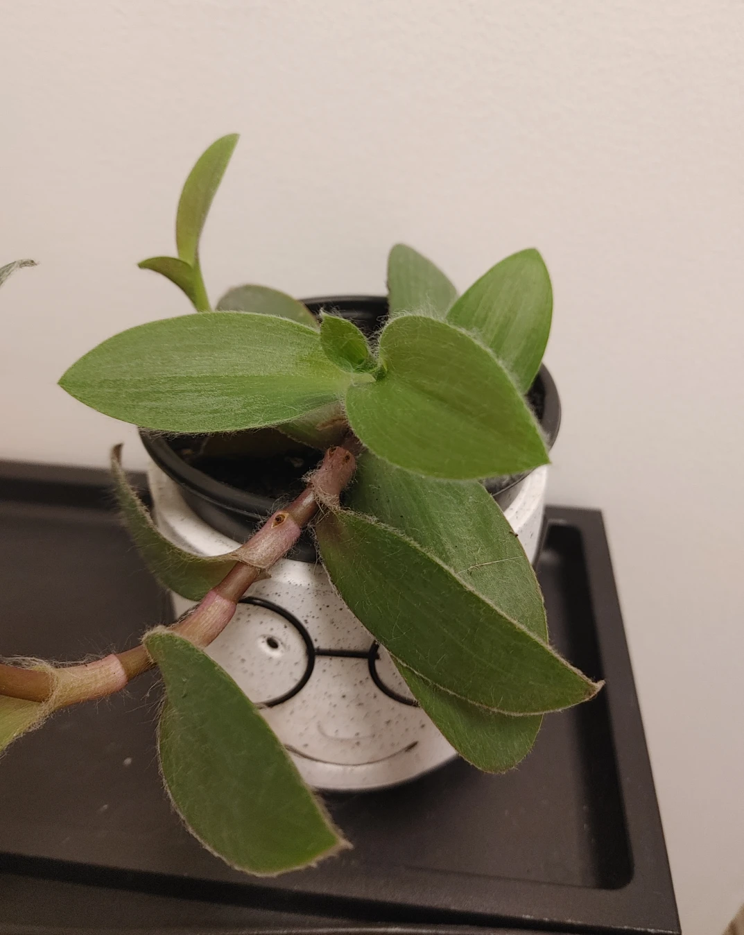 Real Tradescantia Plant in Face Planter - photo 2