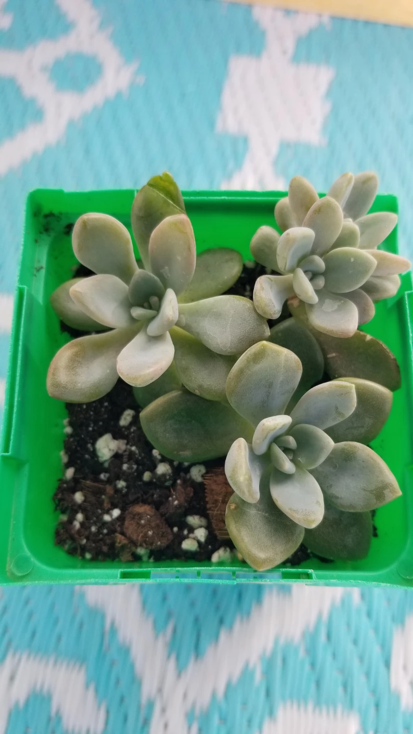 Succulent  Plant - photo 5