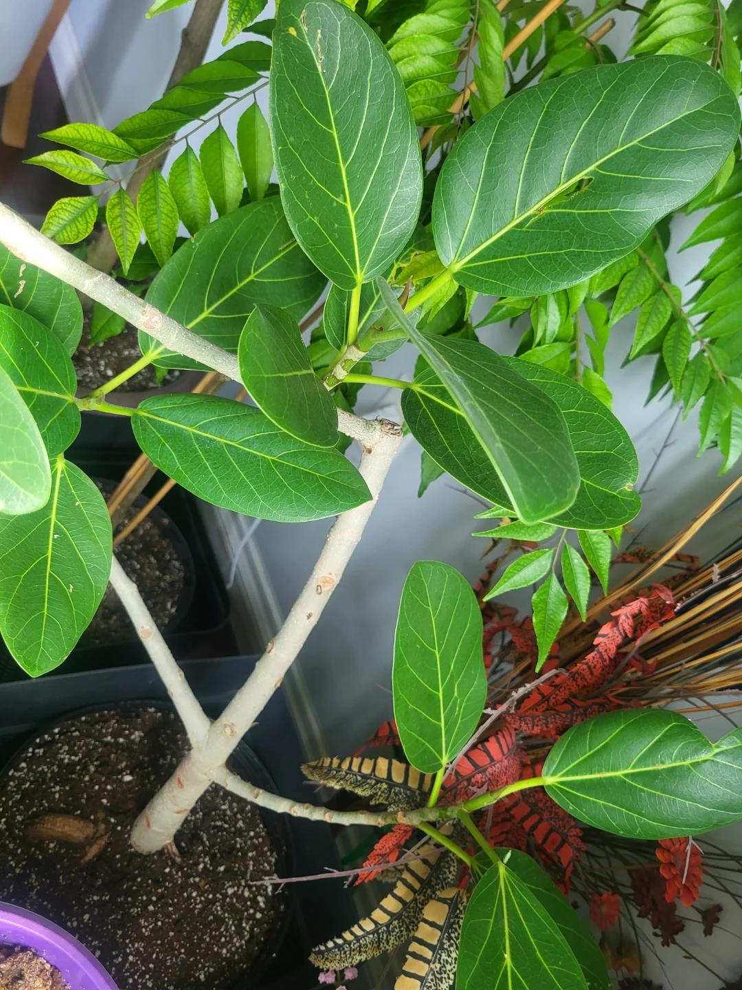 Assorted Indoor Potted Plants