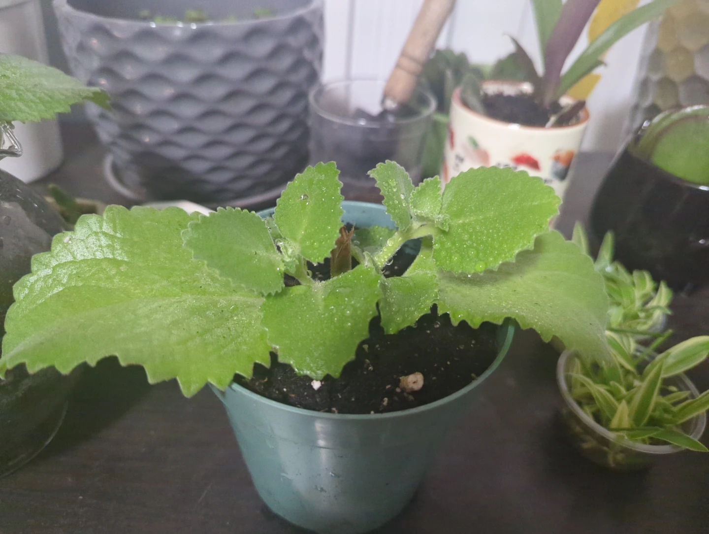 Ajwain Plant - photo 2