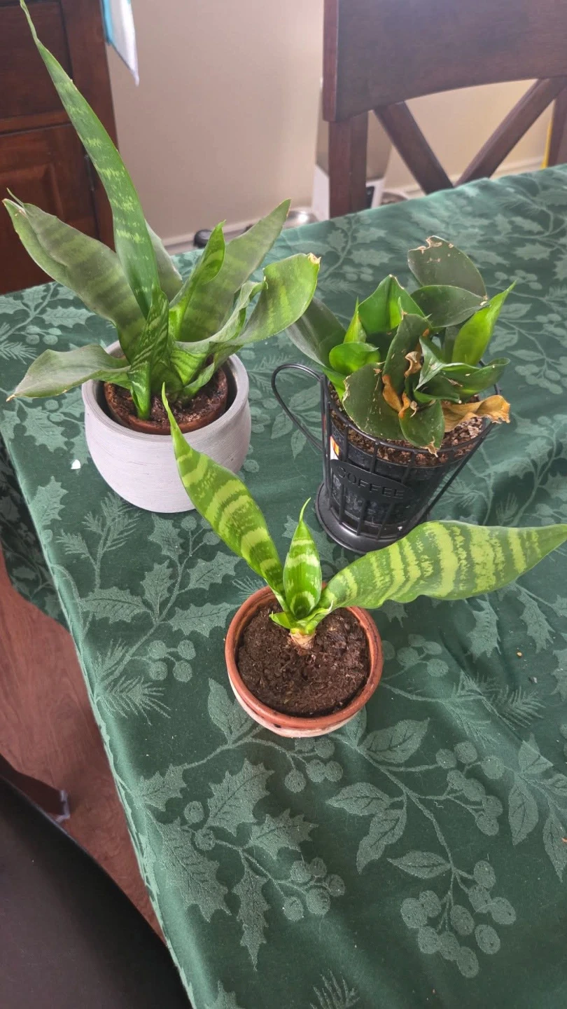 Plants! Plants and MORE Plants! See my other posts for more! - photo 3