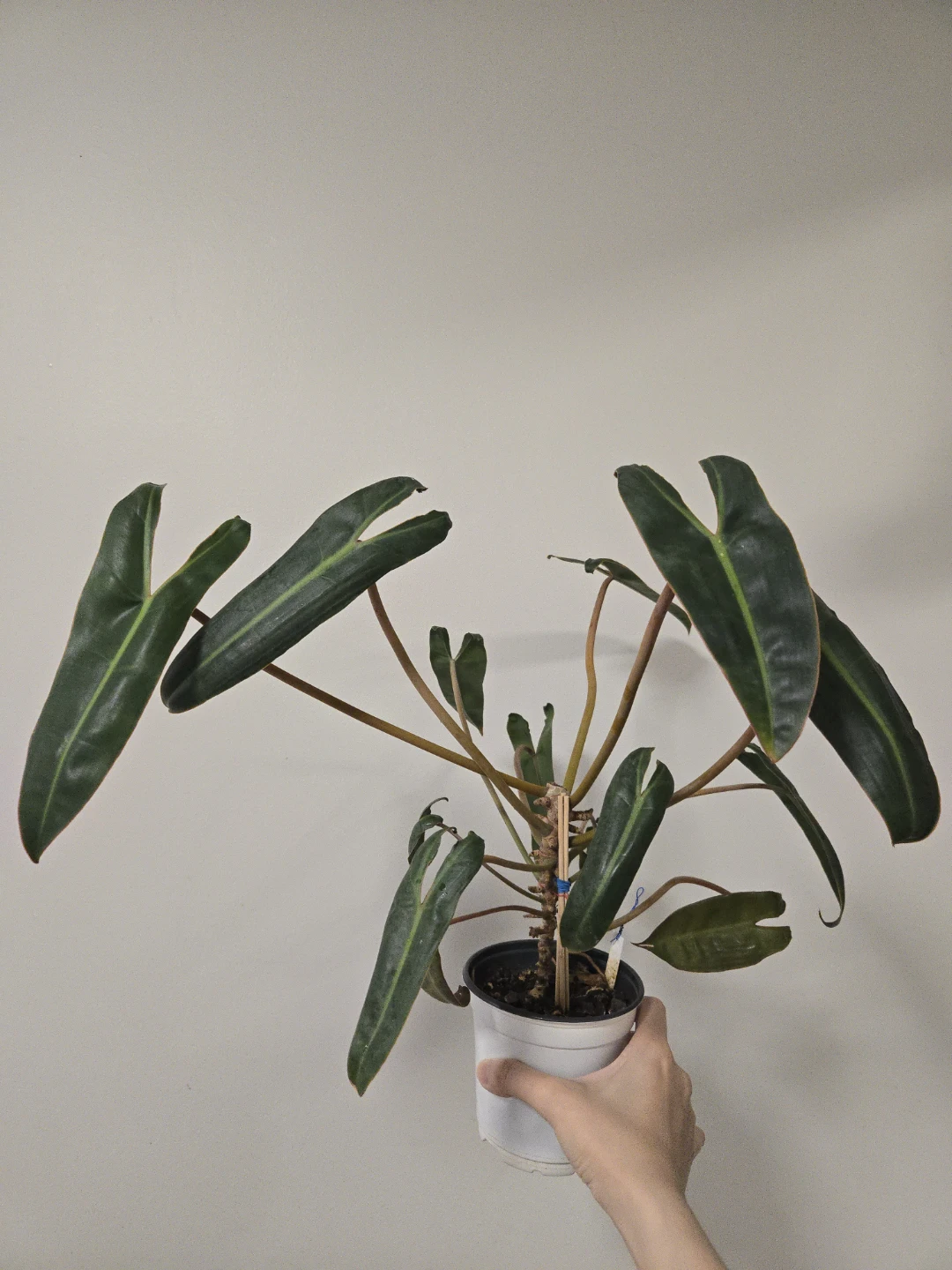 Philodendron Billietiae in 4.3"pot