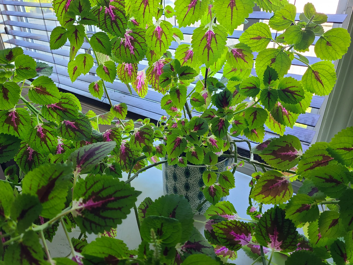 Huge Healthy Potted Coleus Plant - photo 2
