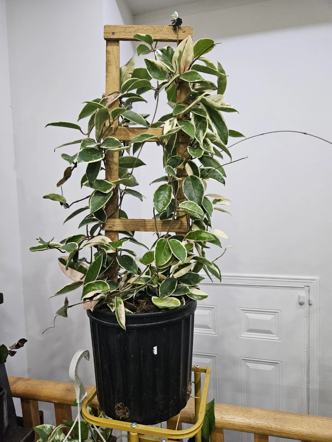 Hoya Krimson Queen with Trellis