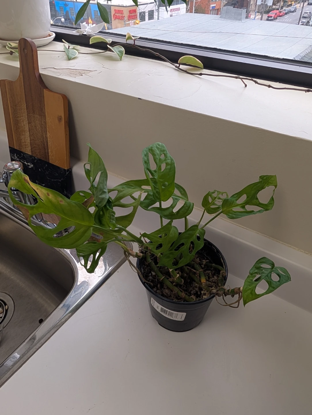 Monstera Adansonii plant (5 growing points) - photo 2