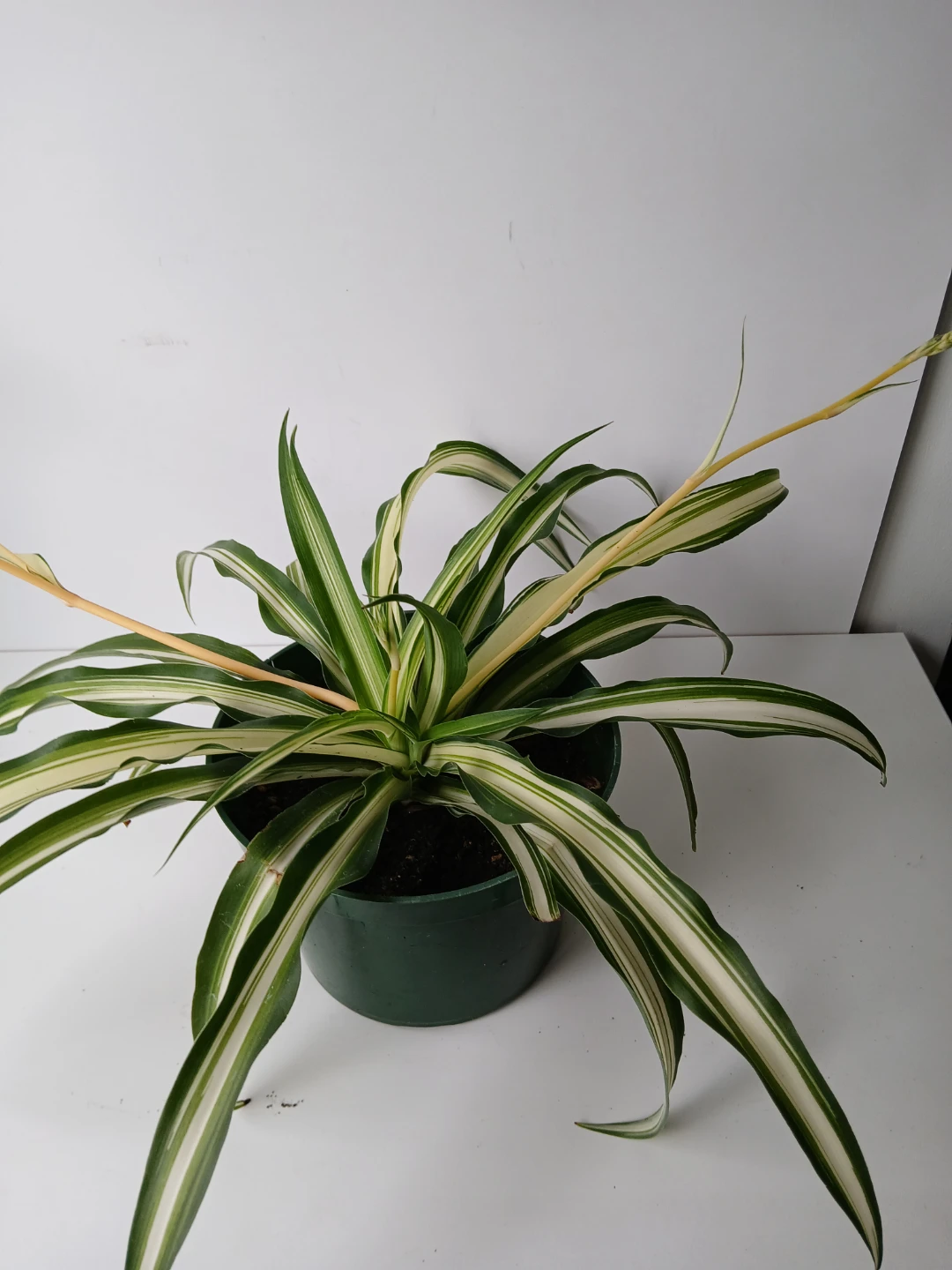 Variegated Spider Plant in 6"Pot. Fixed price.