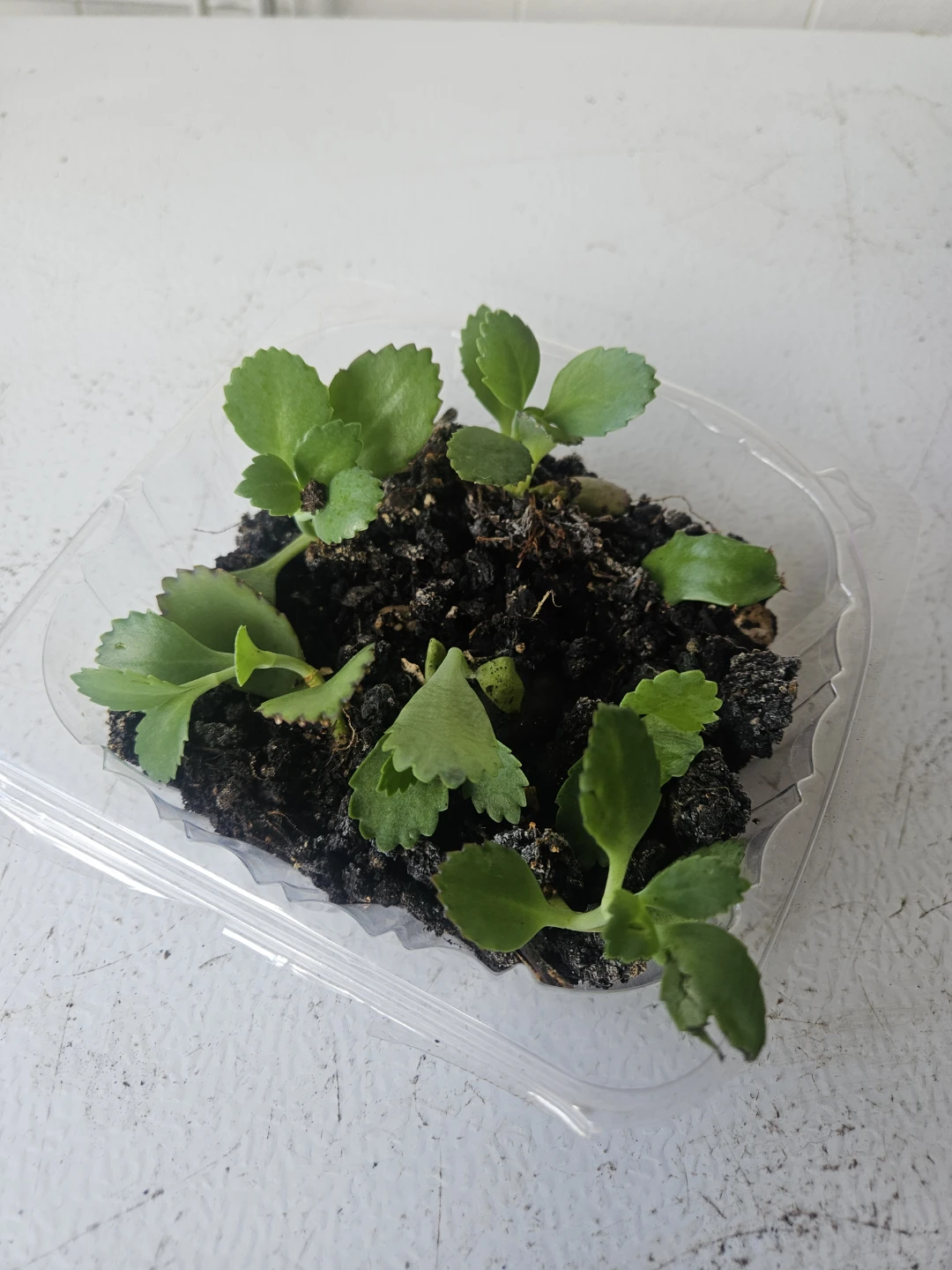 Kalanchoe succulent plantlets