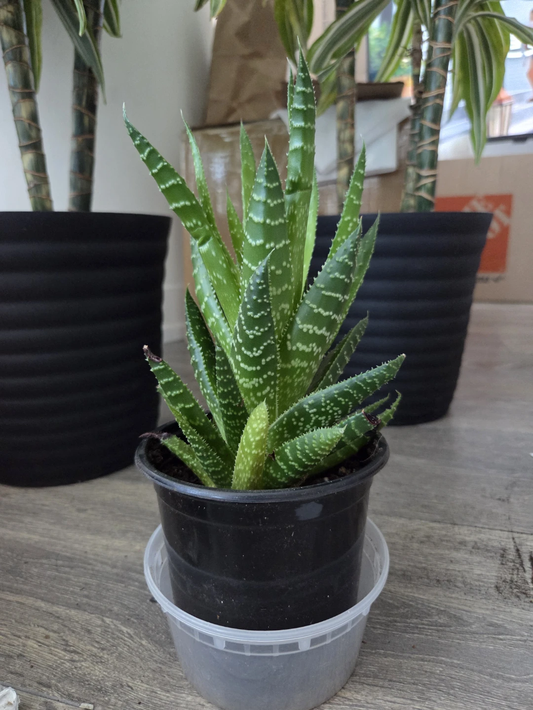 Succulent