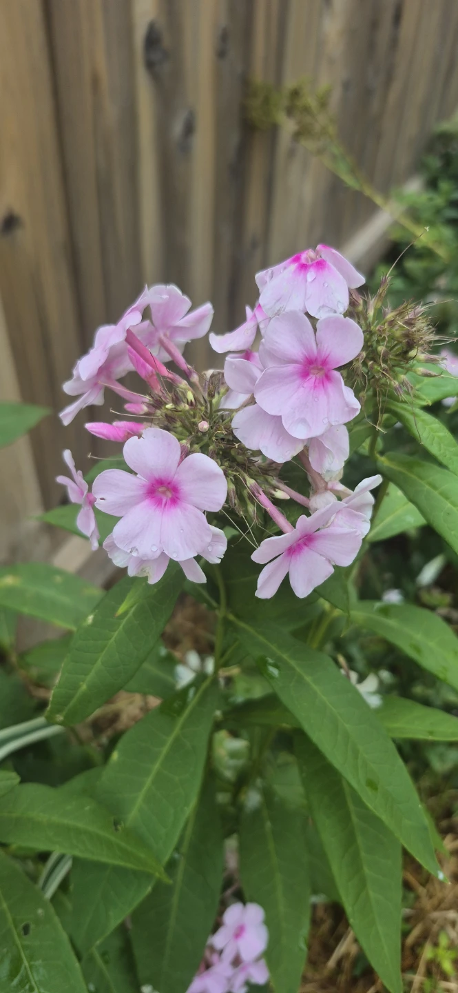 Flowers for sale - photo 4