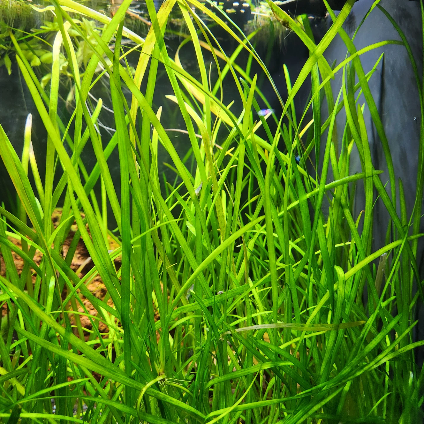 4 healthy  jungle val aquarium plants 10+ inches long - photo 2