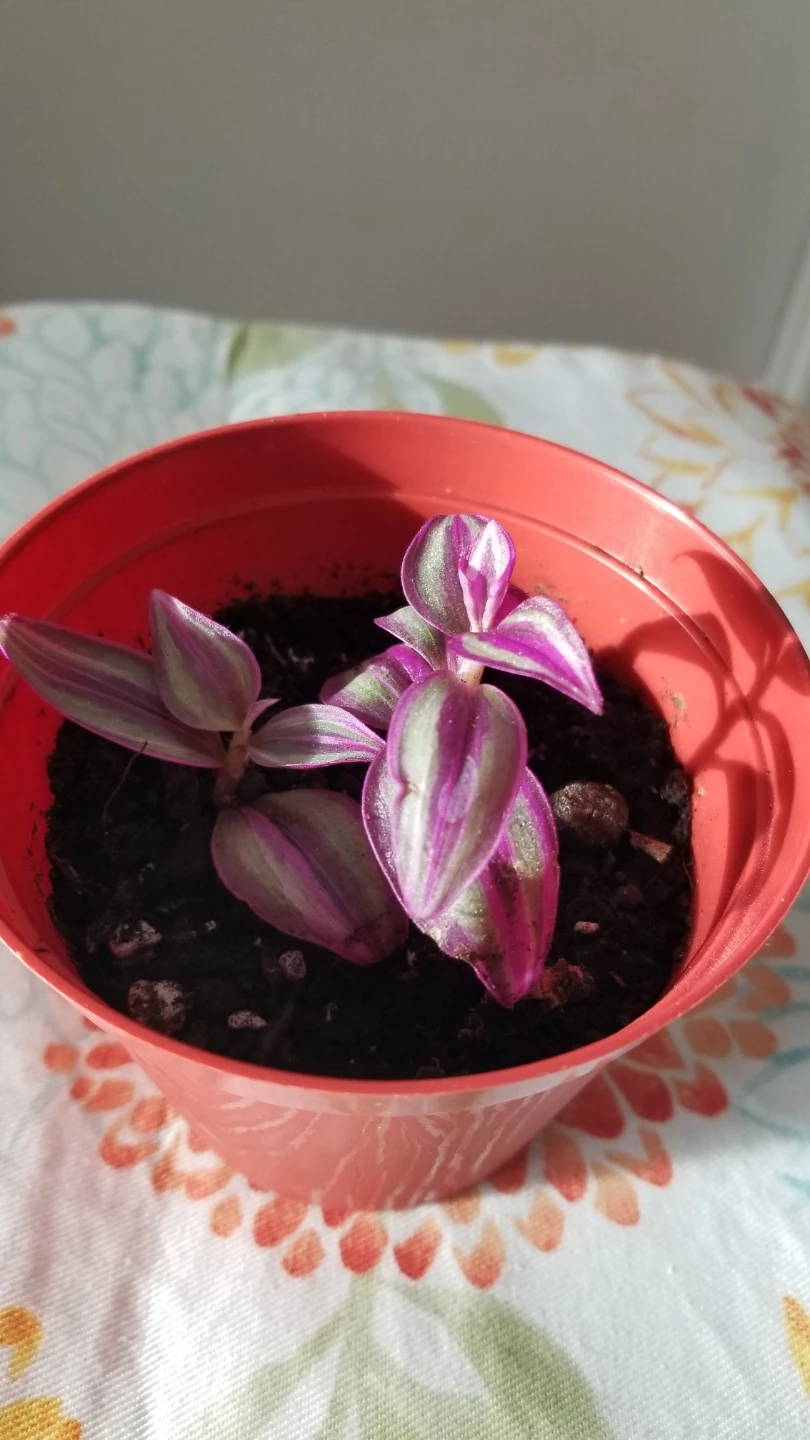 Tradescantia mini  plant - photo 4