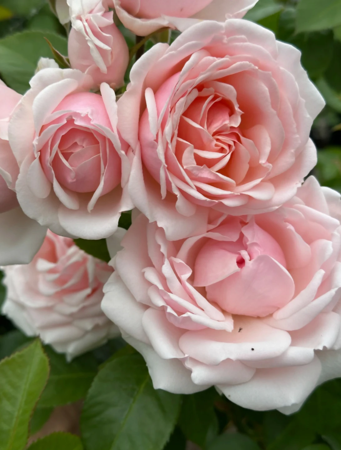 Sweet Baby Rose