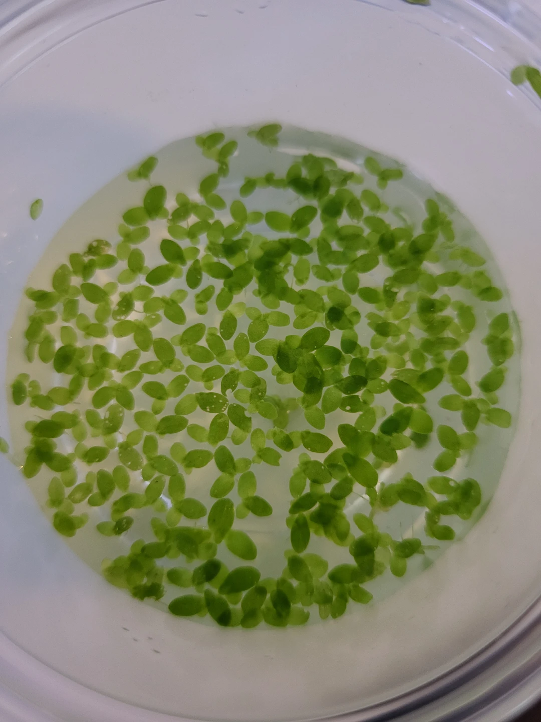 Fresh Duckweed for Aquarium