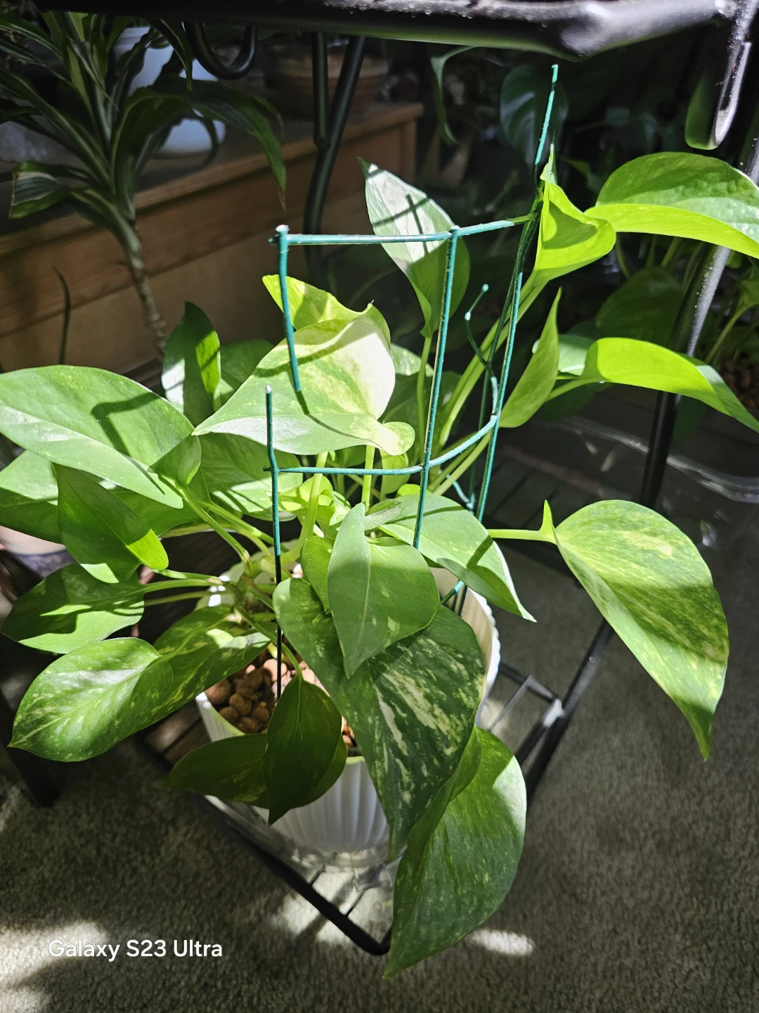 Golden Pothos with Trellis
