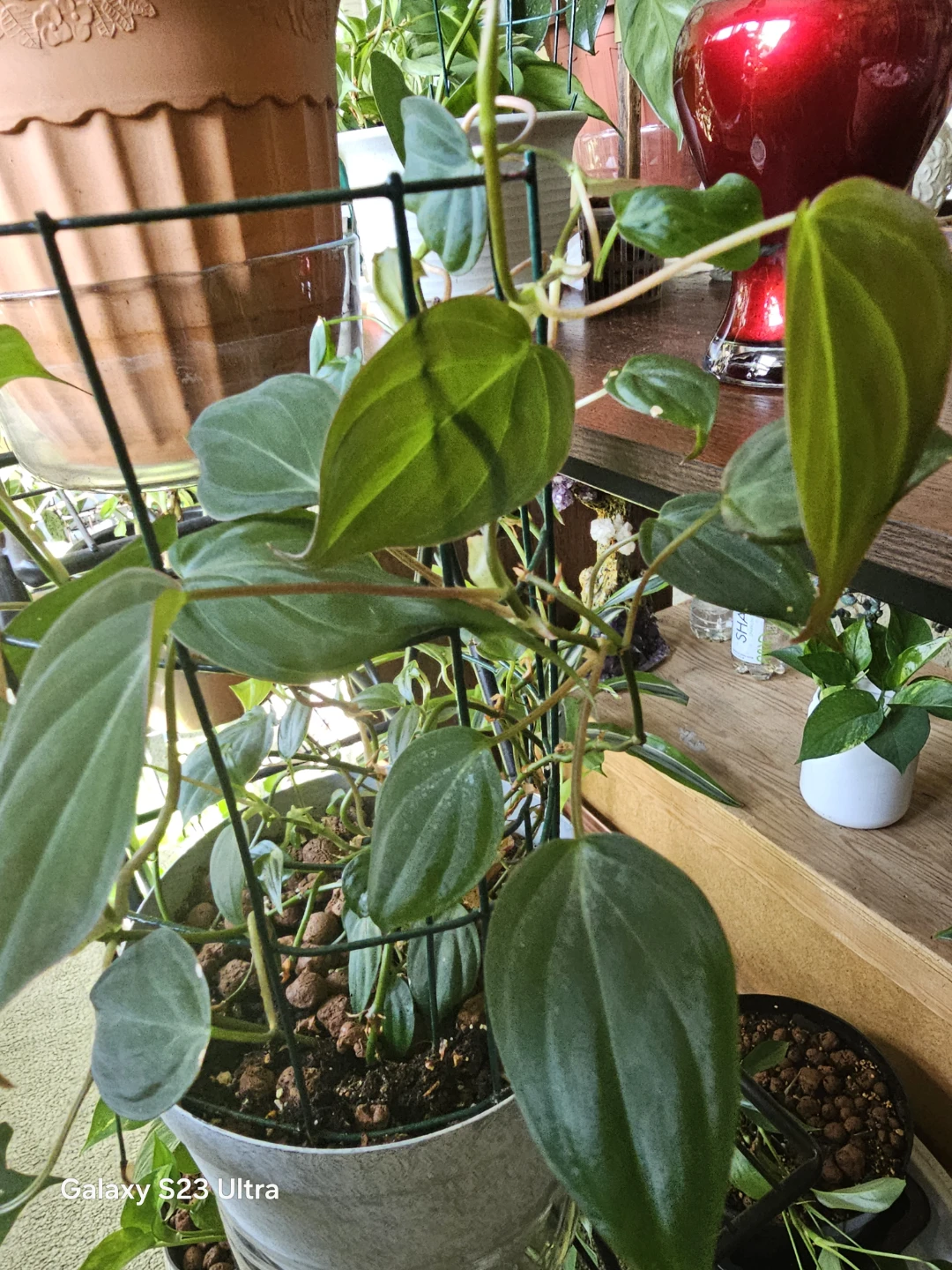 Philodendron Micans on Trellis - photo 3