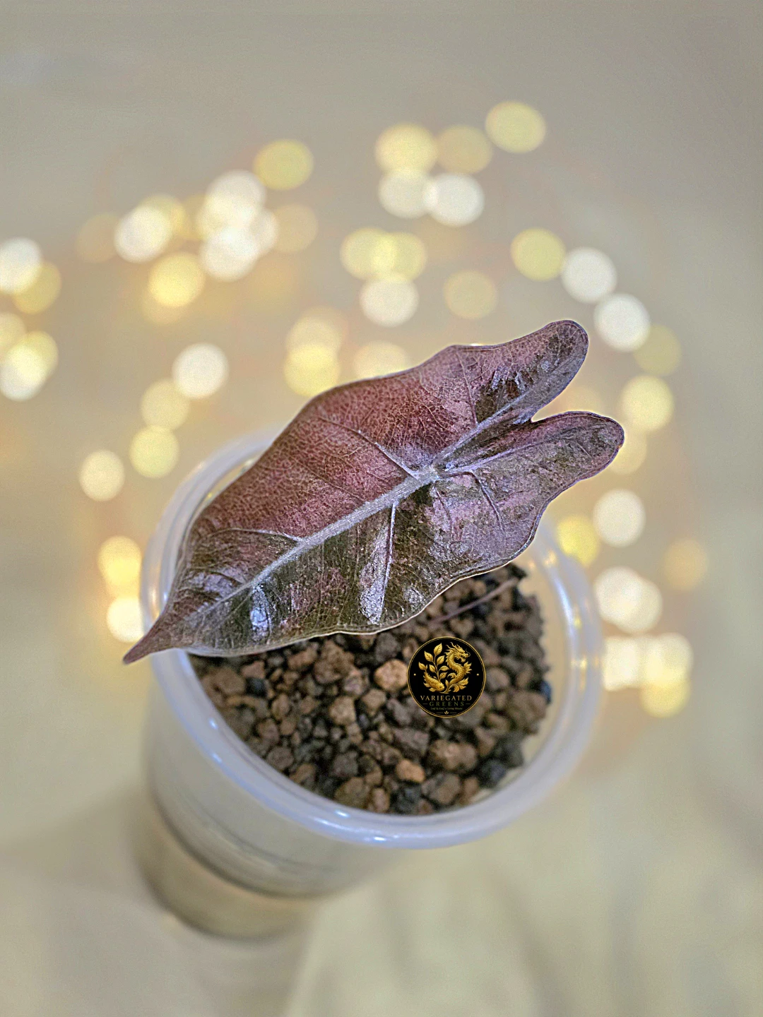 Alocasia pseudosanderiana “Mauve Patina” - photo 2