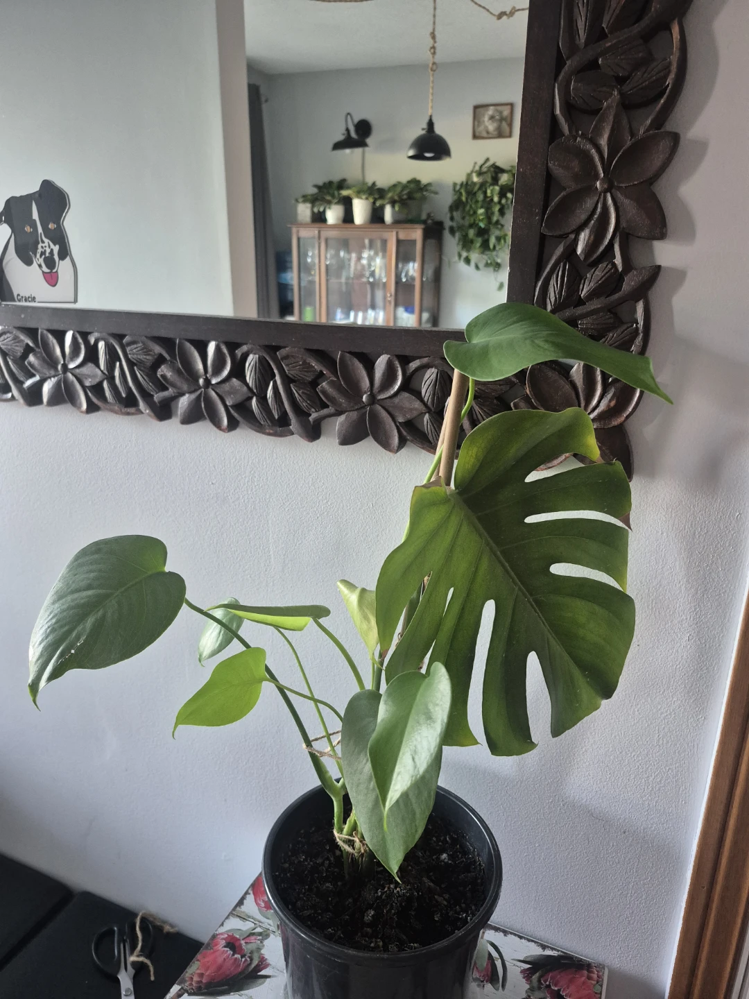 Monstera Deliciosa / Swiss Cheese Monstera Plants – $12 Each