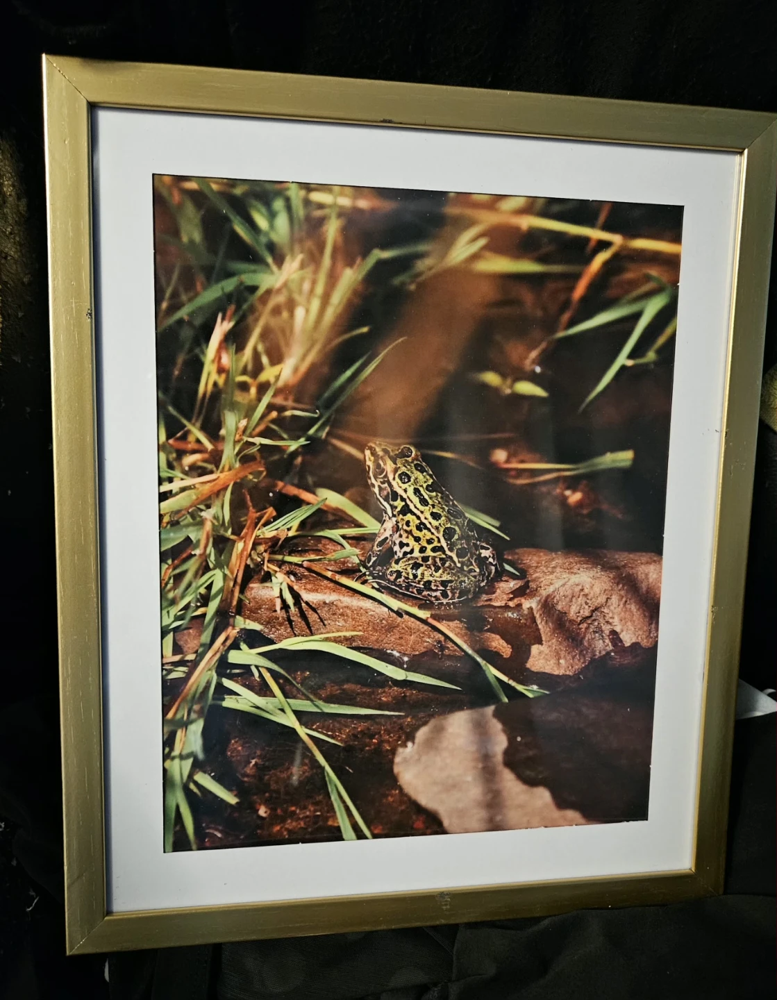 Framed Frog Nature Photograph