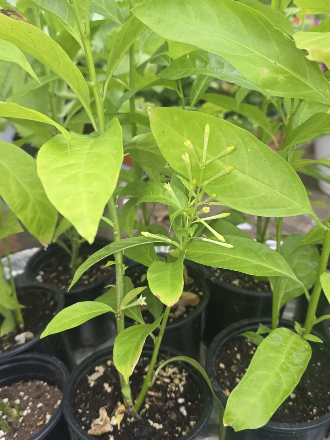 Night Blooming Jasmine Potted Plant - photo 3