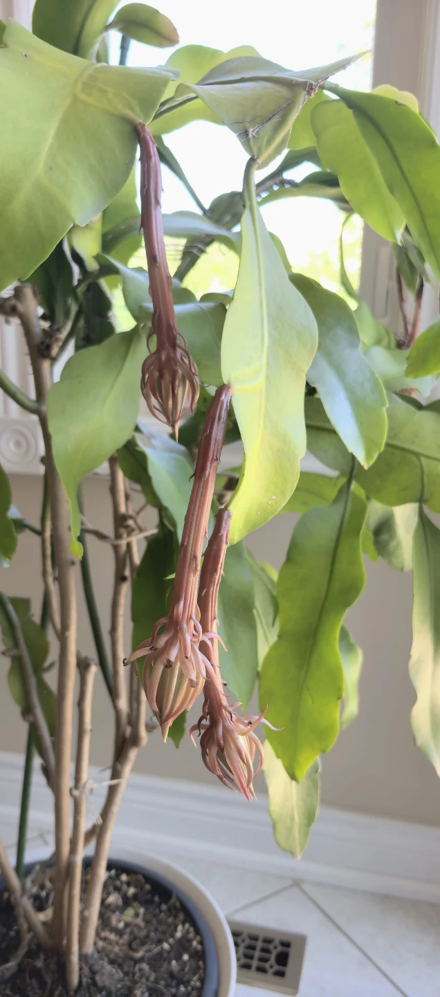 Queen of the Night (‌Epiphyllum oxypetalum) - photo 2