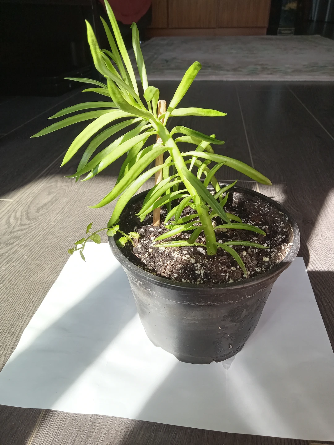 Peperomia Ferreyrae Pincushion Plant - photo 3