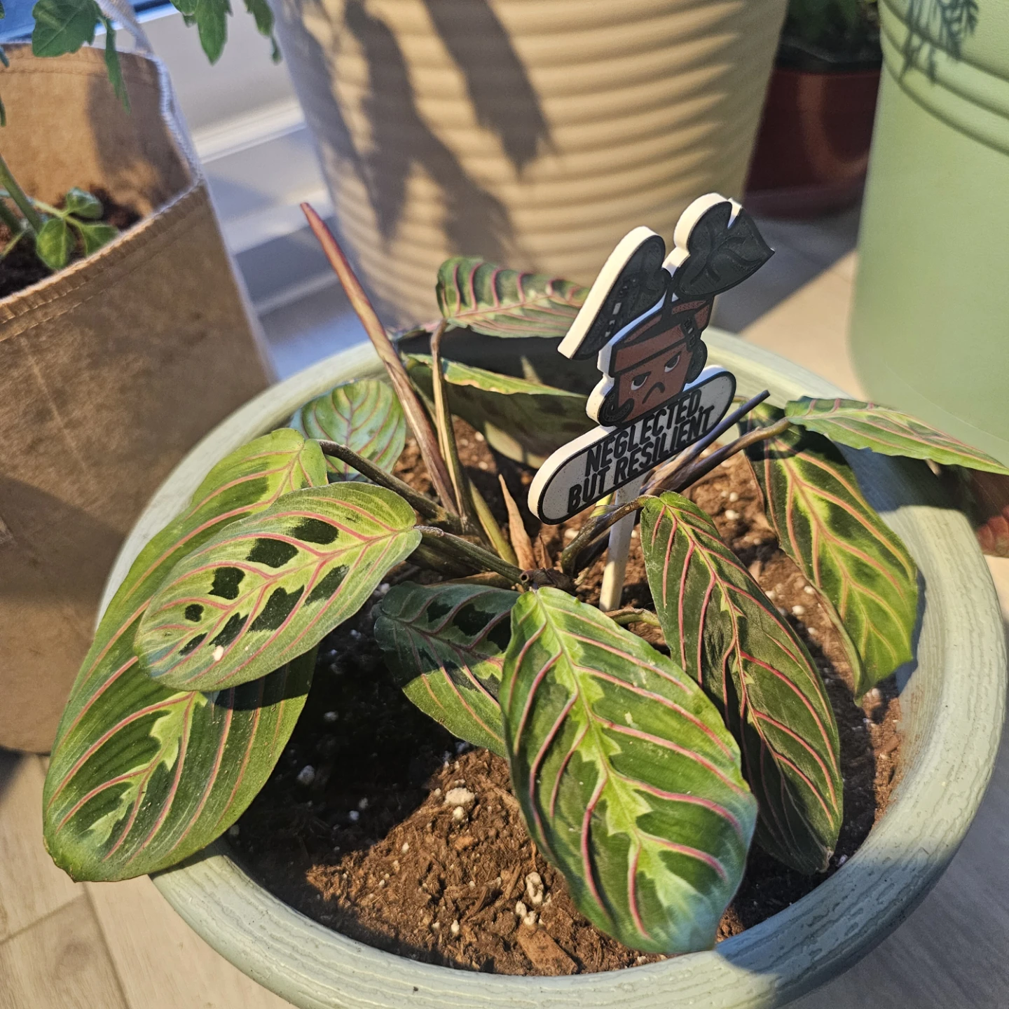Maranta Red Prayer Plant - photo 3