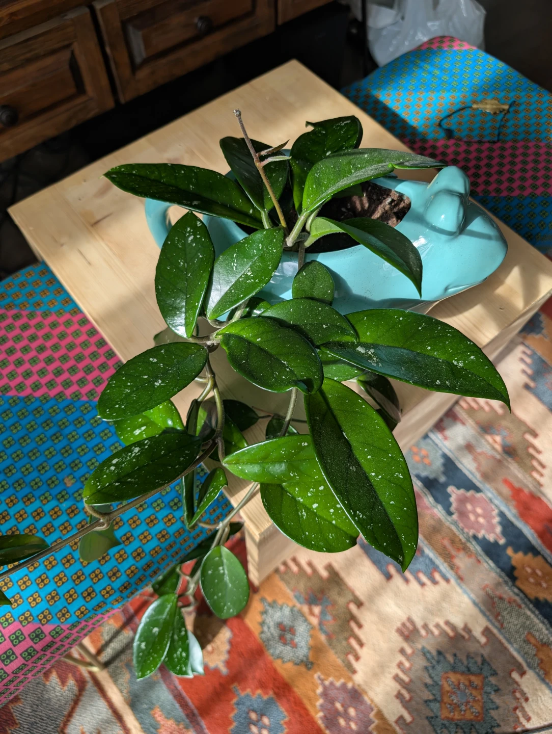 Hoya Houseplant - Kitchener - photo 2