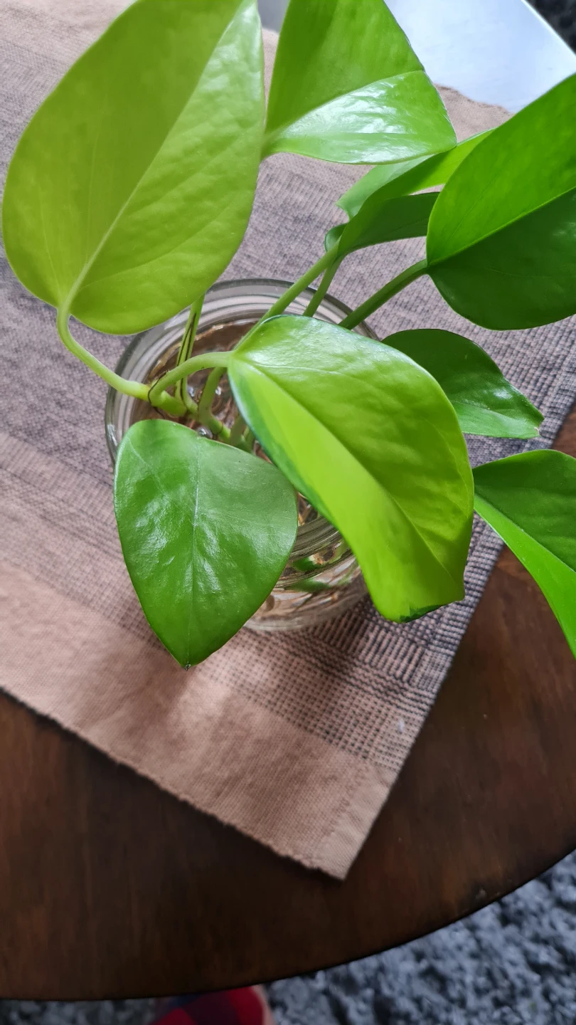Neon Pothos Plant Rooted in Water! 🌱🌱 - photo 3
